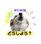 ジャックラッセルテリアの宙（個別スタンプ：38）