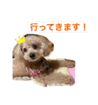 可愛いトイプードルのティアラ（個別スタンプ：4）