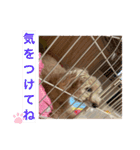 可愛いトイプードルのティアラ（個別スタンプ：6）