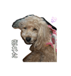 可愛いトイプードルのティアラ（個別スタンプ：7）