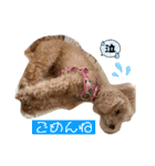 可愛いトイプードルのティアラ（個別スタンプ：9）