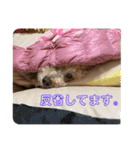 可愛いトイプードルのティアラ（個別スタンプ：10）