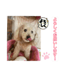 可愛いトイプードルのティアラ（個別スタンプ：15）