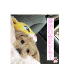 可愛いトイプードルのティアラ（個別スタンプ：17）