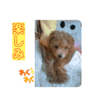 可愛いトイプードルのティアラ（個別スタンプ：18）