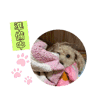 可愛いトイプードルのティアラ（個別スタンプ：19）