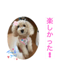 可愛いトイプードルのティアラ（個別スタンプ：21）