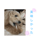 可愛いトイプードルのティアラ（個別スタンプ：27）