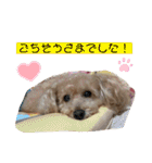 可愛いトイプードルのティアラ（個別スタンプ：28）