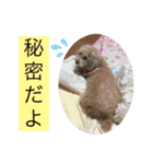 可愛いトイプードルのティアラ（個別スタンプ：32）