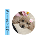 可愛いトイプードルのティアラ（個別スタンプ：33）