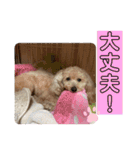 可愛いトイプードルのティアラ（個別スタンプ：34）