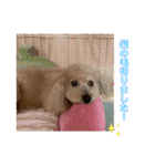 可愛いトイプードルのティアラ（個別スタンプ：35）
