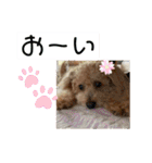 可愛いトイプードルのティアラ（個別スタンプ：36）