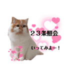 福猫＆花猫〜弁護士向け？スタンプ〜（個別スタンプ：3）