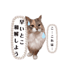 福猫＆花猫〜弁護士向け？スタンプ〜（個別スタンプ：5）