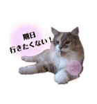 福猫＆花猫〜弁護士向け？スタンプ〜（個別スタンプ：7）