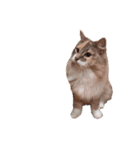 福猫＆花猫〜弁護士向け？スタンプ〜（個別スタンプ：9）