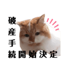 福猫＆花猫〜弁護士向け？スタンプ〜（個別スタンプ：10）