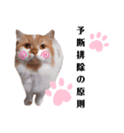福猫＆花猫〜弁護士向け？スタンプ〜（個別スタンプ：13）