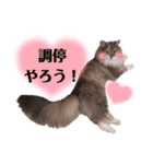 福猫＆花猫〜弁護士向け？スタンプ〜（個別スタンプ：15）