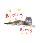 福猫＆花猫〜弁護士向け？スタンプ〜（個別スタンプ：16）