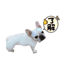 フレンチブルドッグのキャンディ＆デイジー（個別スタンプ：12）