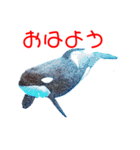 鯱1（個別スタンプ：3）