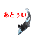鯱1（個別スタンプ：11）