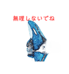 鯱1（個別スタンプ：16）