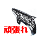 鯱1（個別スタンプ：17）