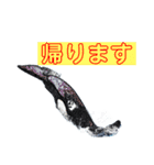 鯱1（個別スタンプ：20）
