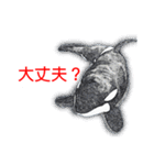 鯱1（個別スタンプ：26）