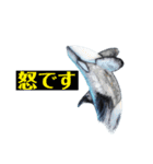鯱1（個別スタンプ：31）