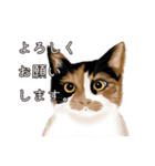 猫づくし【敬語・丁寧語・日常】（個別スタンプ：9）