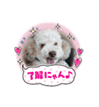 可愛いワンワンすたんぷ（個別スタンプ：2）