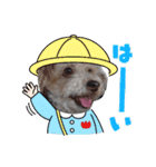 可愛いワンワンすたんぷ（個別スタンプ：8）