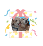 可愛いワンワンすたんぷ（個別スタンプ：12）