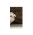 はたはか（個別スタンプ：14）