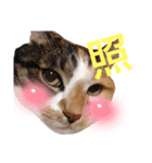 しもてぃーず6（個別スタンプ：5）