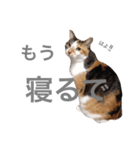 しもてぃーず6（個別スタンプ：6）