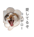 しもてぃーず6（個別スタンプ：8）