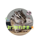 シマリス茶々と一緒（個別スタンプ：1）