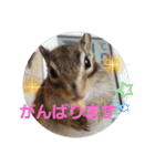 シマリス茶々と一緒（個別スタンプ：2）