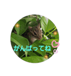 シマリス茶々と一緒（個別スタンプ：4）