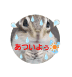 シマリス茶々と一緒（個別スタンプ：10）