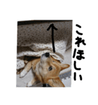 柴犬×コーギー＝チョコ（個別スタンプ：3）