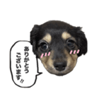 ダックスのエデルさん。（敬語まじりver.）（個別スタンプ：2）
