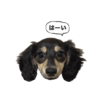 ダックスのエデルさん。（敬語まじりver.）（個別スタンプ：4）