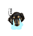 ダックスのエデルさん。（敬語まじりver.）（個別スタンプ：5）